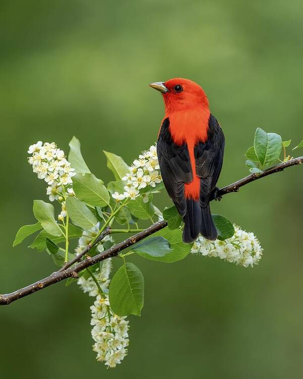 Nature Poster featuring the photograph Scarlet Tanager #4 by Donald Luo