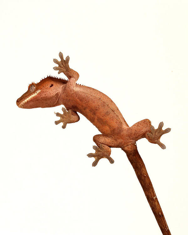 Animal Poster featuring the photograph Crested Gecko Correlophus Ciliatus #6 by David Kenny