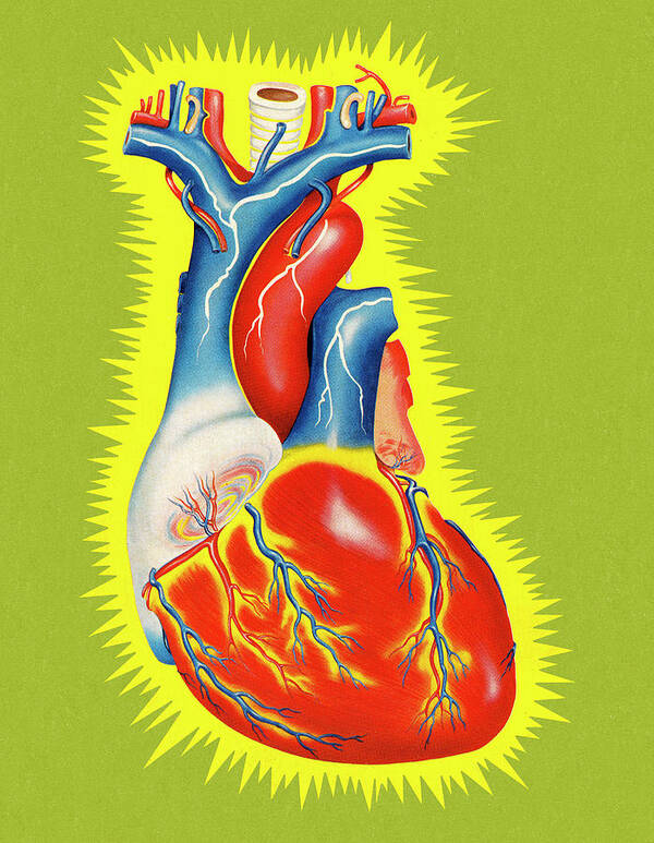 Anatomical Poster featuring the drawing Human Heart #7 by CSA Images