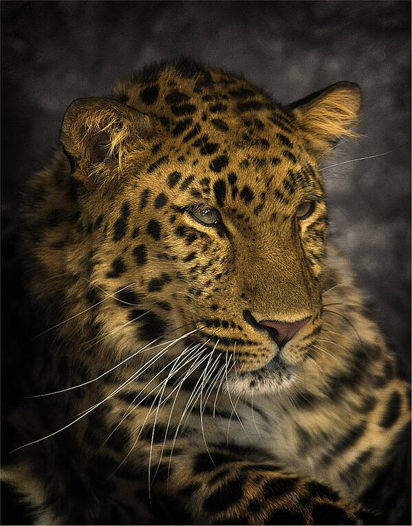 Big Cat Poster featuring the photograph Amur Leopard by John Dickson