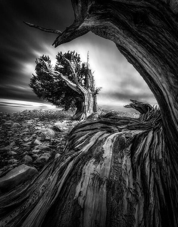 Landscape Poster featuring the photograph Ancient Trees by Aidong Ning