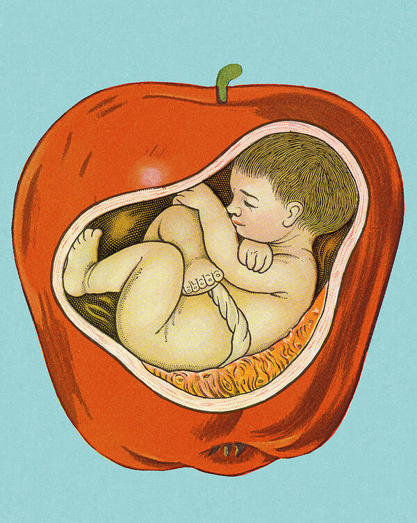 Apple Poster featuring the drawing Baby Inside Apple by CSA Images