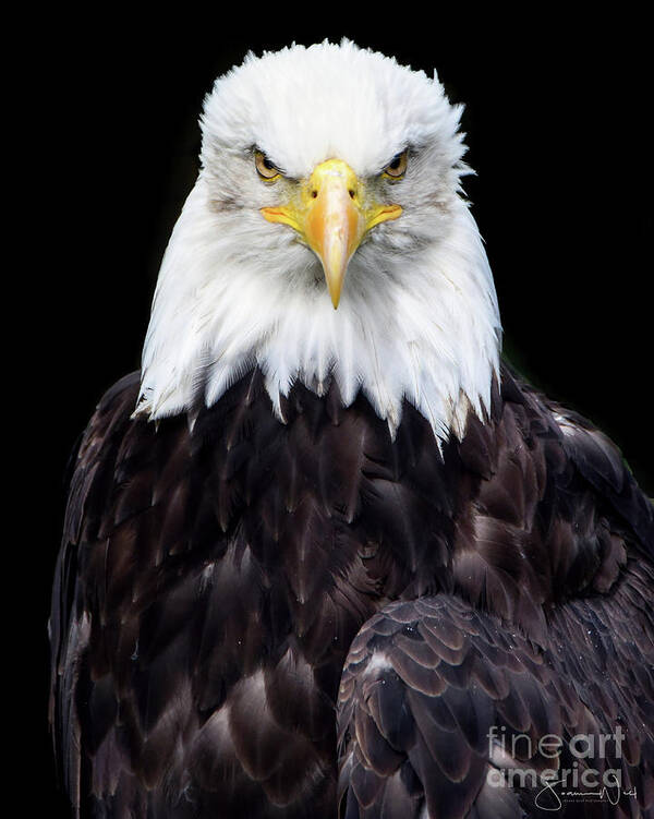  Poster featuring the photograph Bald Eagle by Joanne West