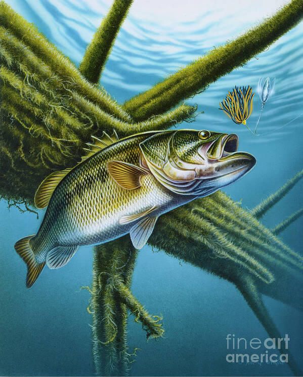Bass and Spinner Bait Poster by Jon Wright - Fine Art America
