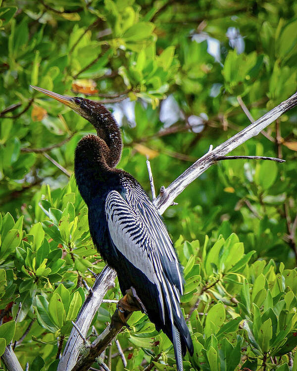 Pose Poster featuring the photograph Beautiful Anhinga by Susan Rydberg