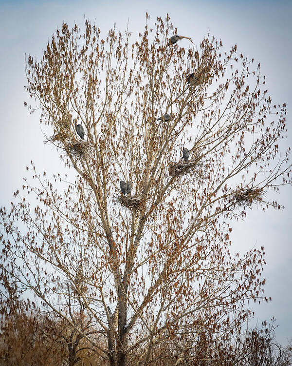 Great Blue Heron Poster featuring the photograph Beautiful Great Blue Heron Tree Houses by James BO Insogna