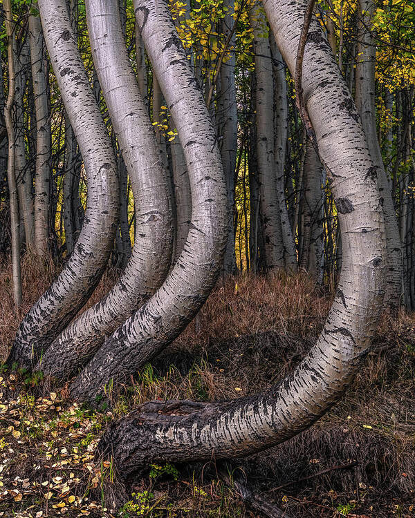 Trees Poster featuring the photograph Bent Out of Shape by Chuck Jason