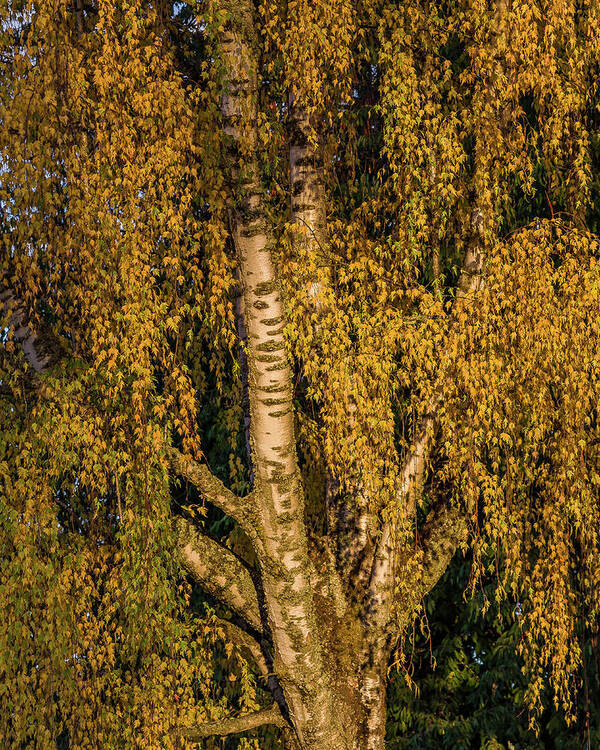 Fall Colors Poster featuring the photograph Birch tree in the evening light by Ulrich Burkhalter