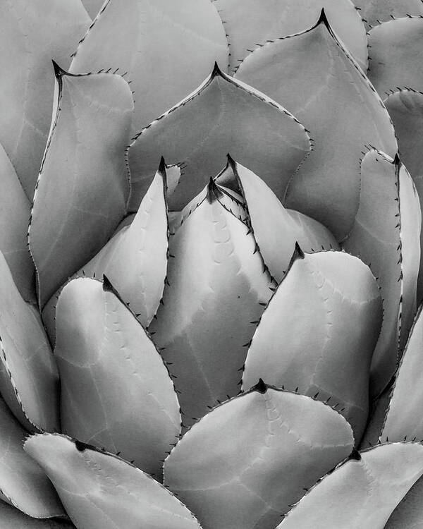 Agave Poster featuring the photograph Black And White Agave by Lynn Davis