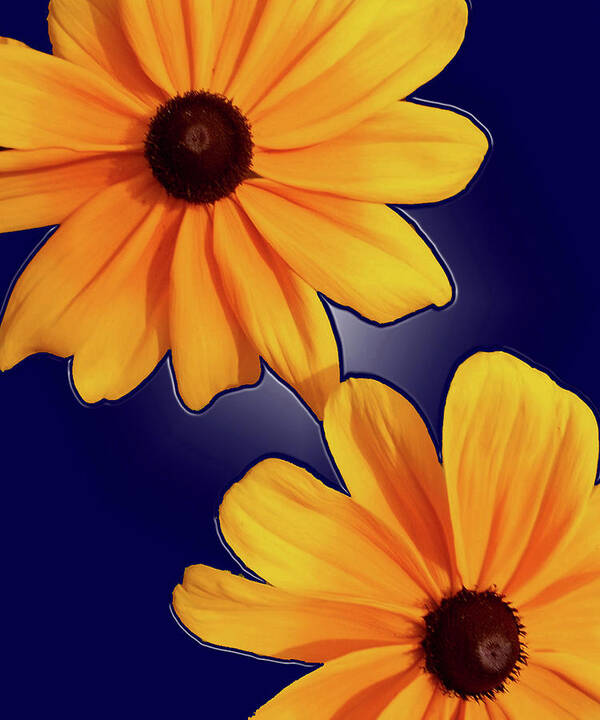 Flower Poster featuring the photograph Black-Eyed Susans on Blue by Tara Hutton