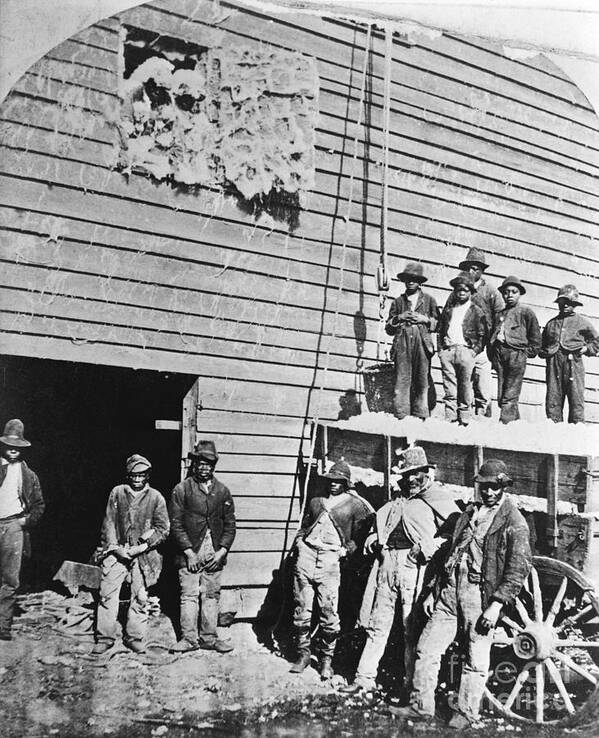 Working Poster featuring the photograph Black Men At Cotton Barn by Bettmann