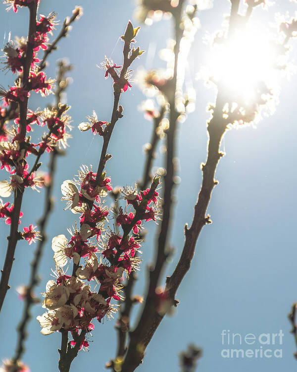 Background Poster featuring the photograph Branches bloom against a blue sky by Luis GA