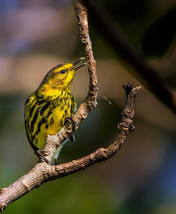 Cape Poster featuring the photograph Cape May Warbler / Male by Verdon