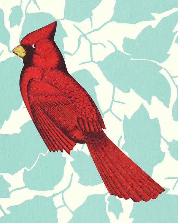 Animal Poster featuring the drawing Cardinal by CSA Images