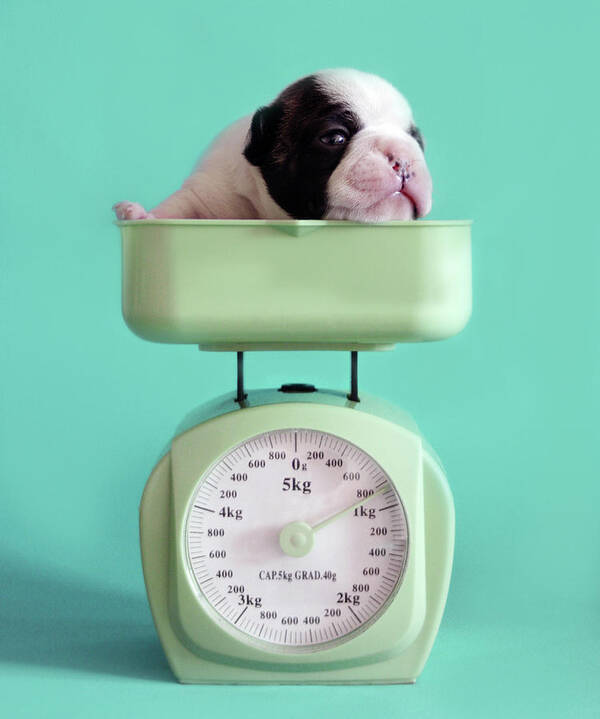 Checking Puppy Weight Poster by Retales Botijero 