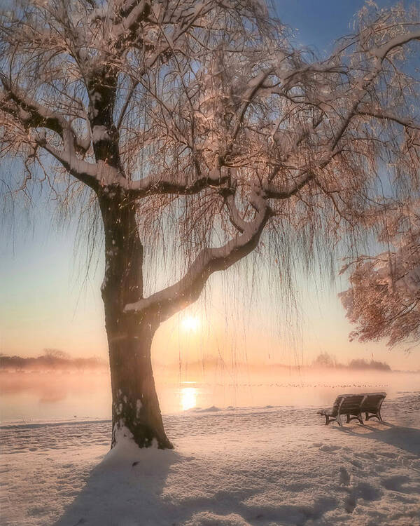 Snow Poster featuring the photograph Cherry Blossoms With Snow by Makiko Samejima