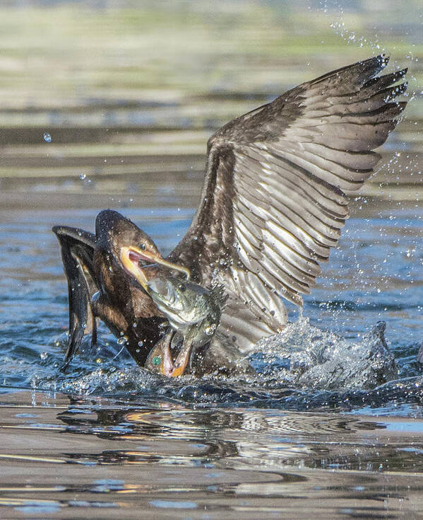 Cormorant Poster featuring the photograph Cormorant with Fish 5261-022619-2 by Tam Ryan