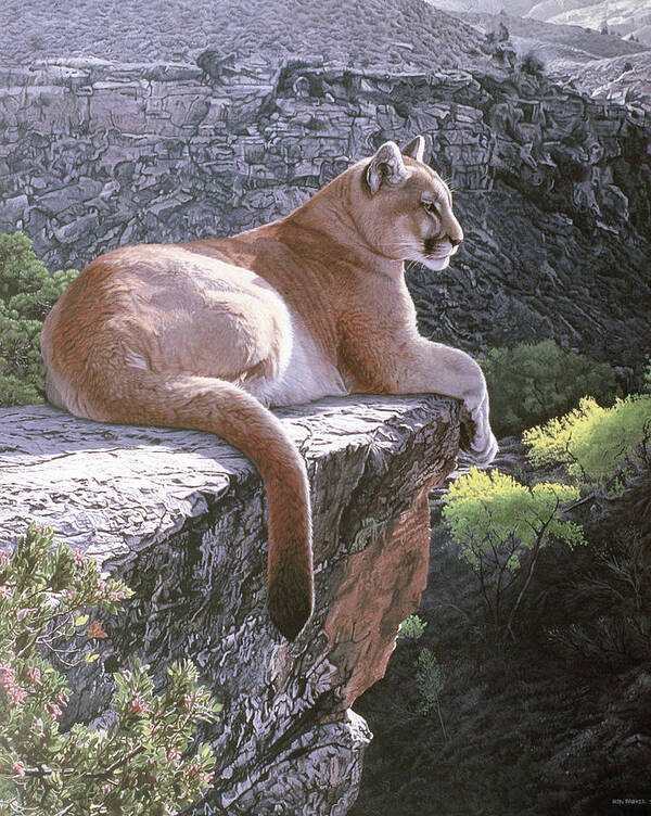 Cougar Lying On A Ledge Over Looking The Valley Poster featuring the painting Cougar Country by Ron Parker