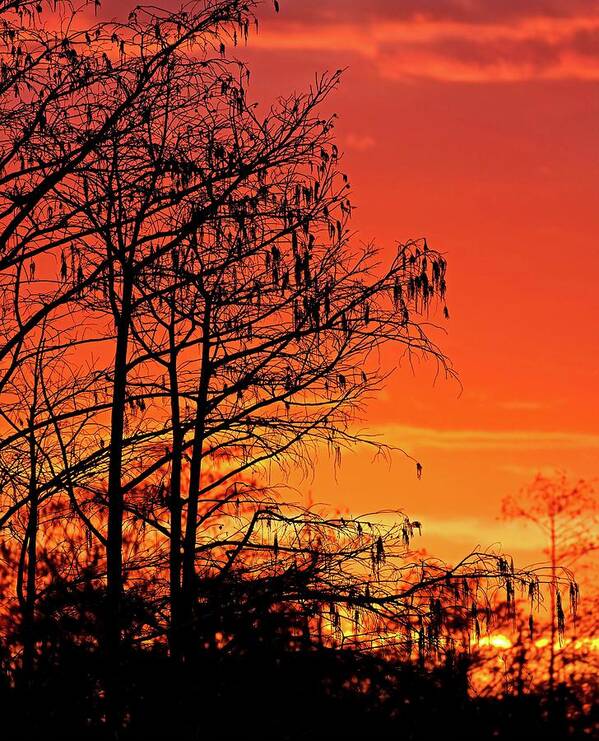 Sky Poster featuring the photograph Cypress Swamp Sunset by Steve DaPonte