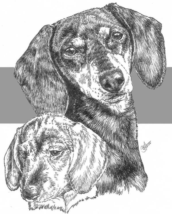 Hound Group Poster featuring the drawing Dachshund Smooth Coat and Pup by Barbara Keith