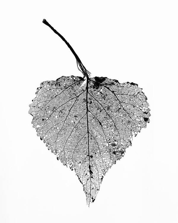 White Background Poster featuring the photograph Decaying Leaf On A White Background by Mike Hill