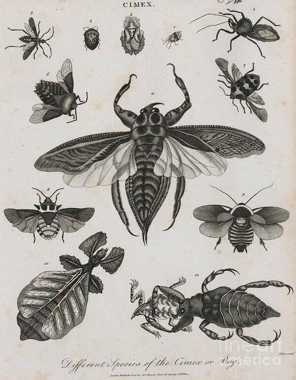 Engraving Poster featuring the photograph Different Species Of Bug by Bettmann