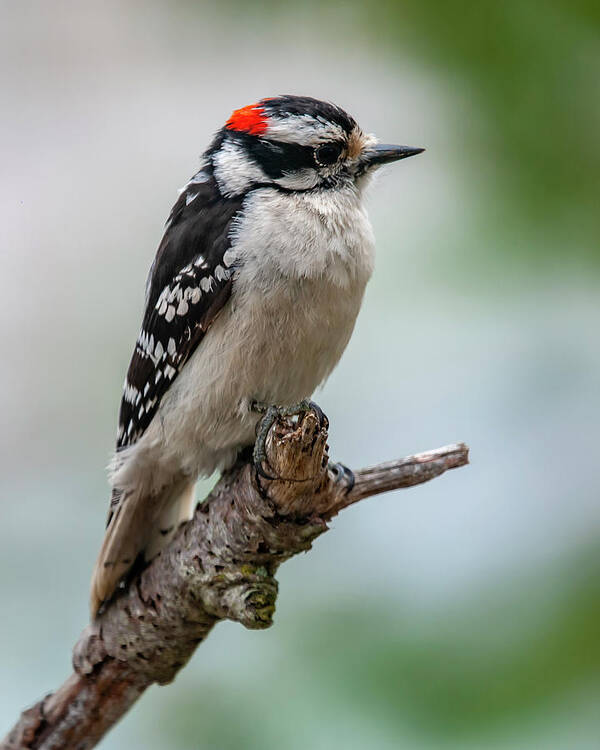 Bird Poster featuring the photograph Downy Woodpecker by Cathy Kovarik