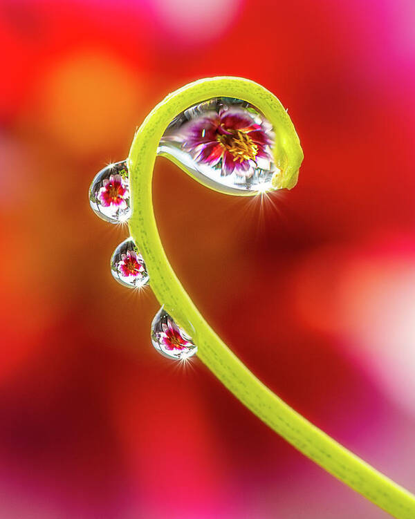 Drop Poster featuring the photograph Droplets by John Randazzo