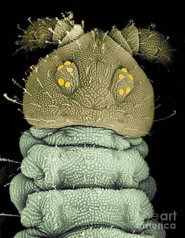 Springtail Poster featuring the photograph Electron Micrograph Of A Springtail by Dr Jeremy Burgess/science Photo Library