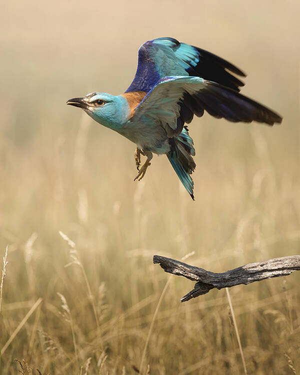 Bird
Europeanroller
Roller
Nature
Animal
Wild Poster featuring the photograph European Roller by Dejan Zakic
