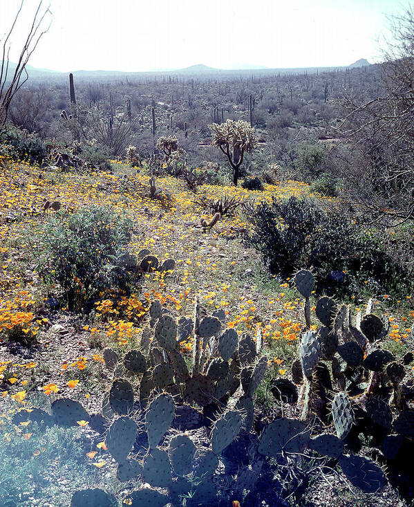 Archival Poster featuring the photograph Flowering Desert by Nat Farbman