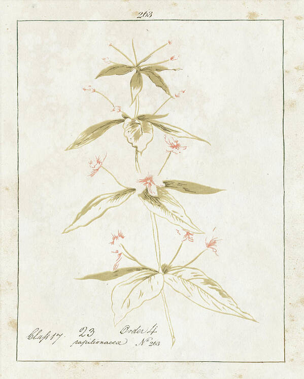 Botanical Poster featuring the painting Flowers On White IIi With Words by Wild Apple Portfolio