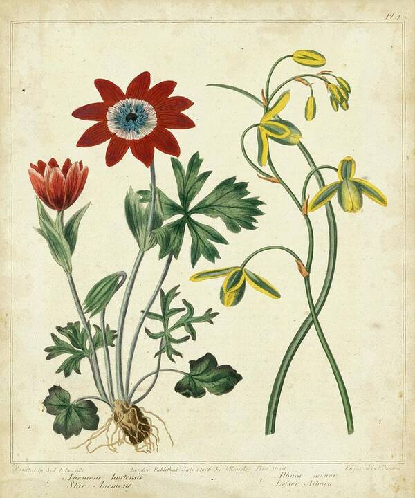 Botanical & Floral Poster featuring the painting Garden Display II by Sydenham Edwards