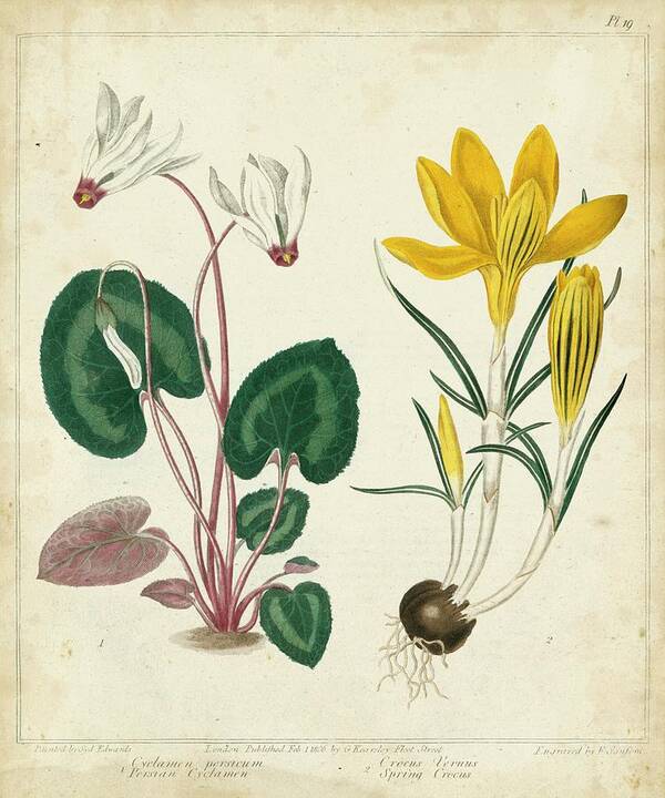 Botanical & Floral Poster featuring the painting Garden Display Iv by Sydenham Edwards