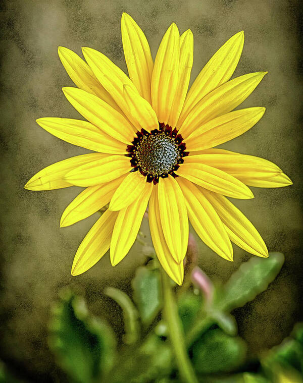 Sunflower Poster featuring the photograph Golden Beauty by Arthur Bohlmann