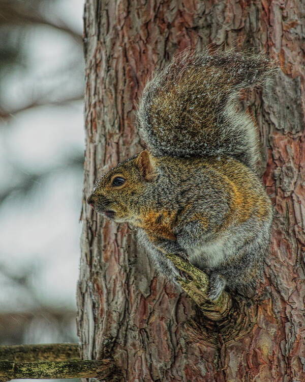 Wildlife Poster featuring the photograph Gray Squirrel Profile by Dale Kauzlaric