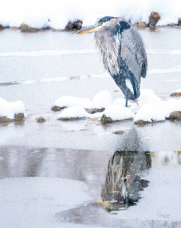 Great Blue Heron Poster featuring the photograph Great Blue Heron in Snow with Reflection by Judi Dressler
