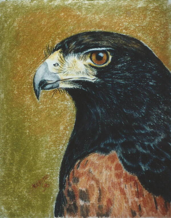 Hawk Poster featuring the pastel Harris Hawk by Barbara Keith