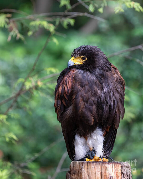 Photography Poster featuring the photograph Harris's Hawk by Alma Danison