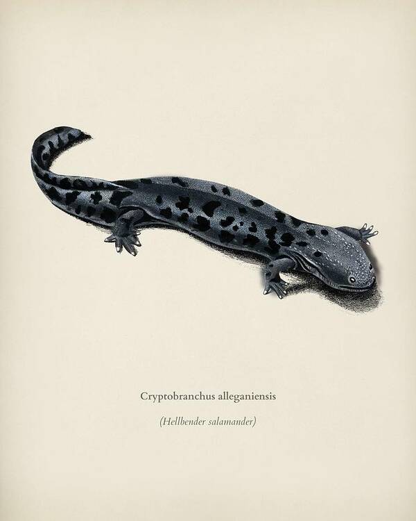 Hellbender Salamander Cryptobranchus alleganiensis illustrated by Charles  Dessalines D' Orbigny 1 Poster