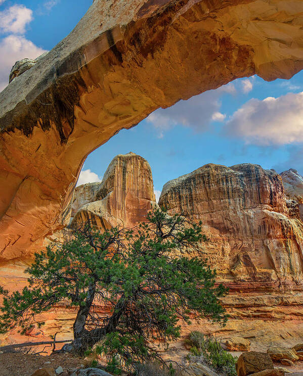 Arch Poster featuring the photograph Hickman Bridge by Tim Fitzharris