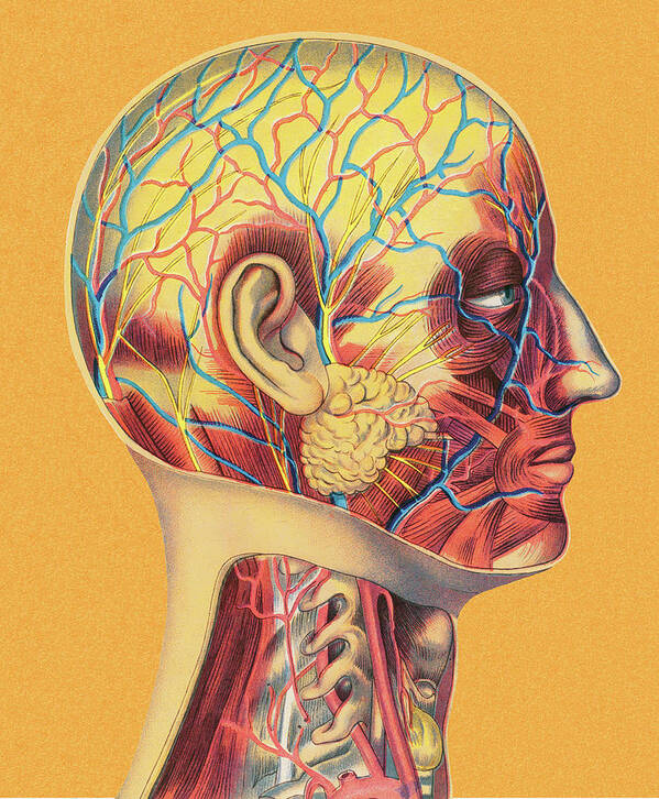 Adult Poster featuring the drawing Human Head Anatomy by CSA Images