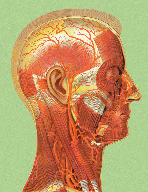 Anatomical Poster featuring the drawing Human Head Muscle Anatomy by CSA Images
