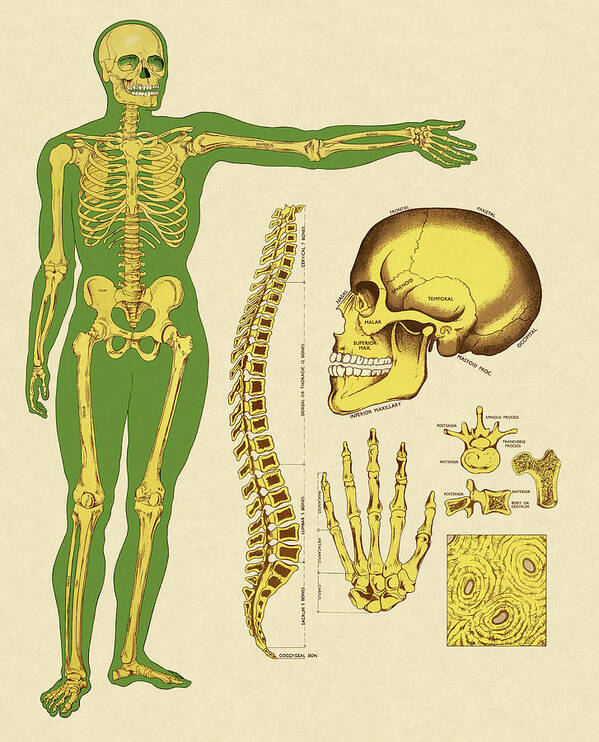 Anatomical Poster featuring the drawing Human Skeleton Bones by CSA Images