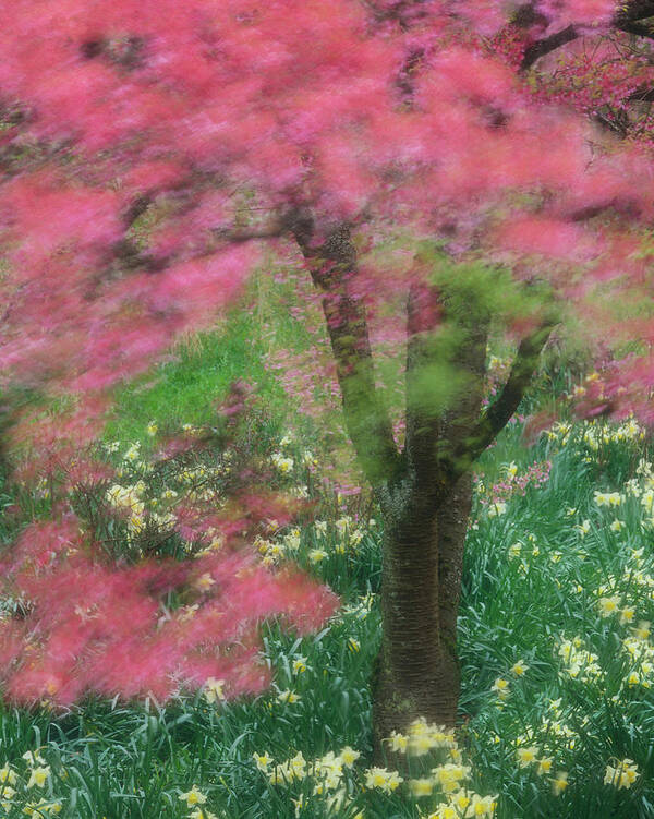 Scenics Poster featuring the photograph Japanese Cherry Tree In Bloom Prunus by Connie Coleman