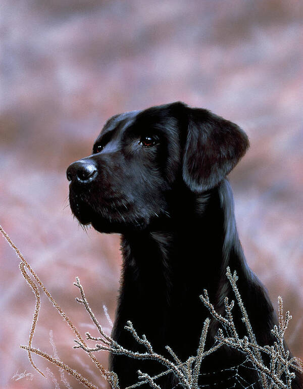 Black Lab Dog Poster featuring the painting Js75/b by John Silver