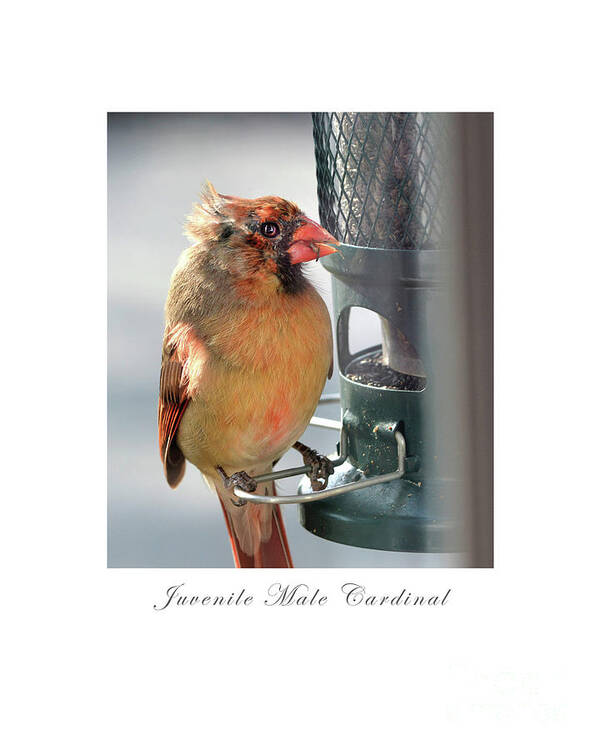 Bird Poster featuring the photograph Juvenile Cardinal by Dianne Morgado