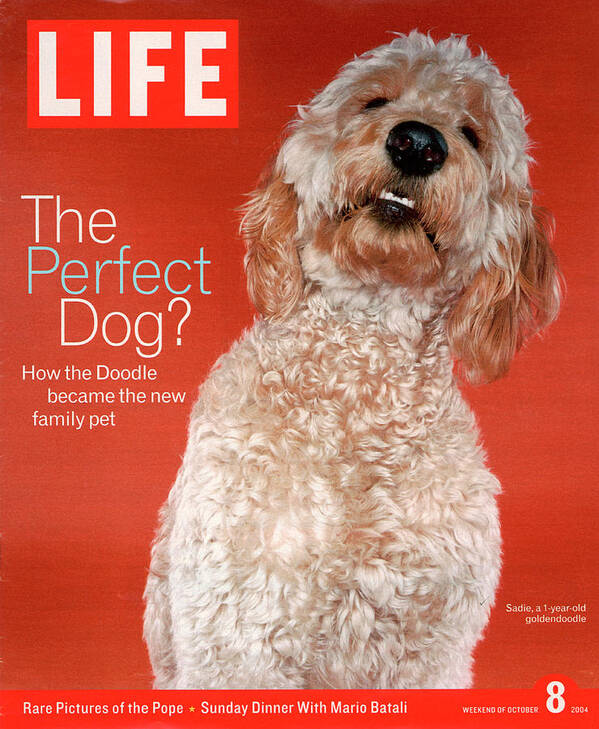 Animal Poster featuring the photograph LIFE Cover: October 8, 2004 by Jeff Minton