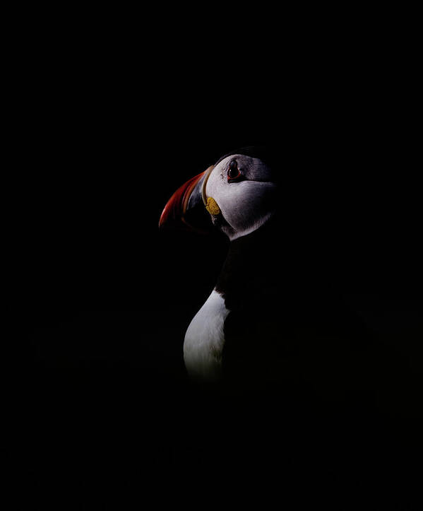Puffin Poster featuring the photograph Low Key Puffin by Pete Walkden