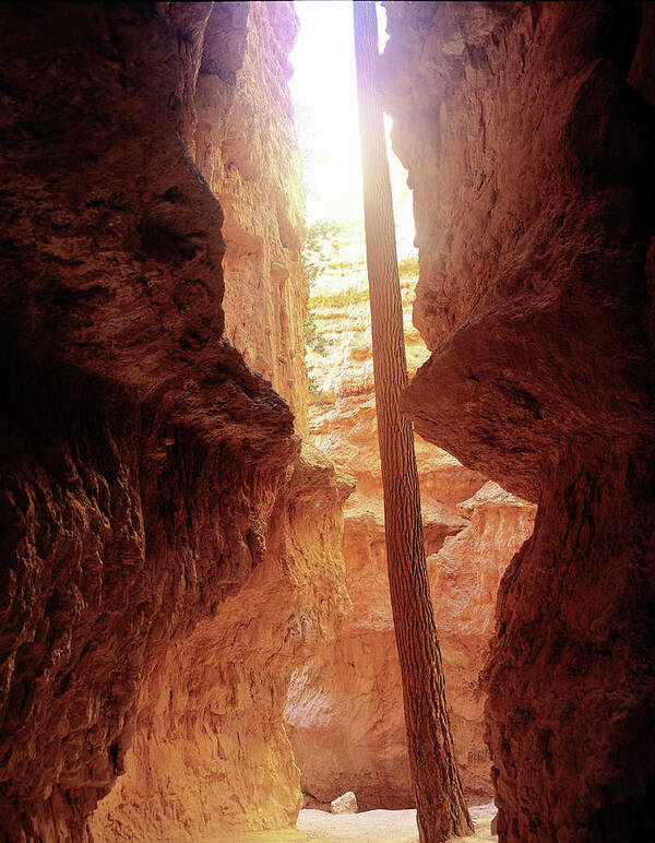 Tree Growing In Bryce Canyon. Poster featuring the photograph M- Bryce Canyon by Gordon Semmens